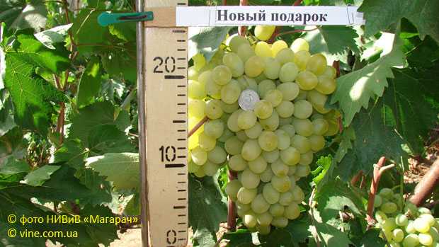 Виноград кишмиш запорожский: описание сорта, фото