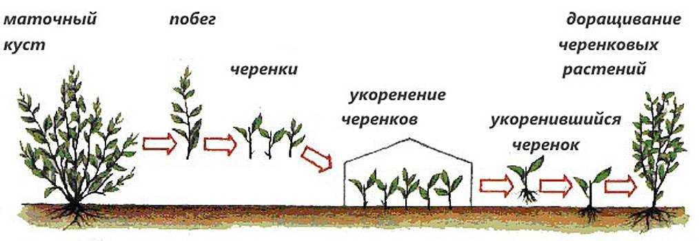 Как можно в домашних условиях размножить барбарис черенками летом, правила выращивания