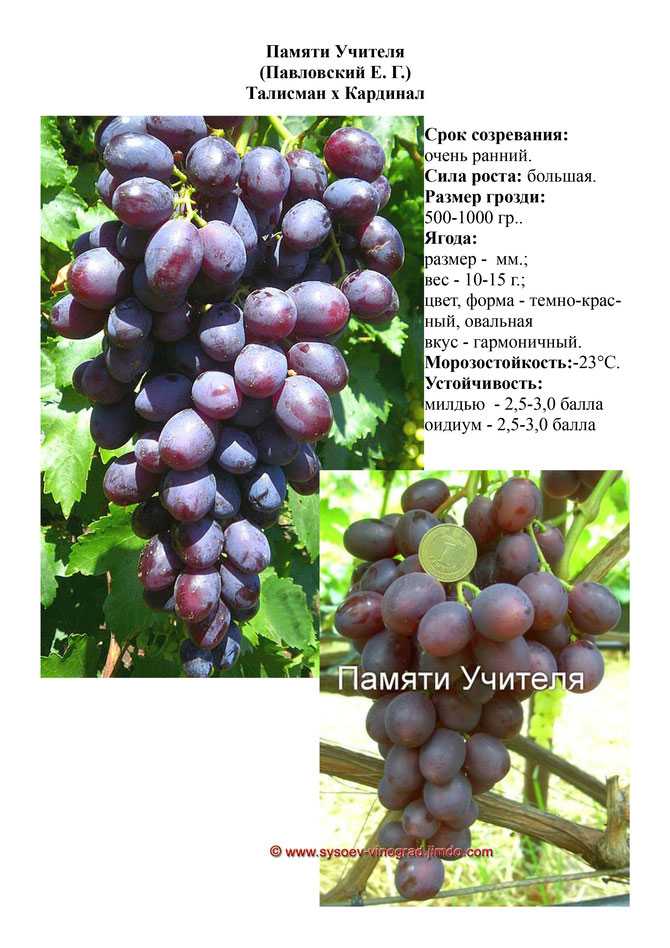 Виноград тимур. описание и характеристики. отзывы виноградарей о сорте