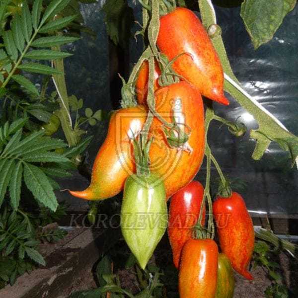 Как вырастить томат "перцевидный", особенности посадки и ухода за растением