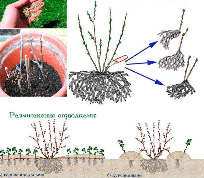 Дерен пестролистный: размножение черенками, особенности выращивания, формирование куста