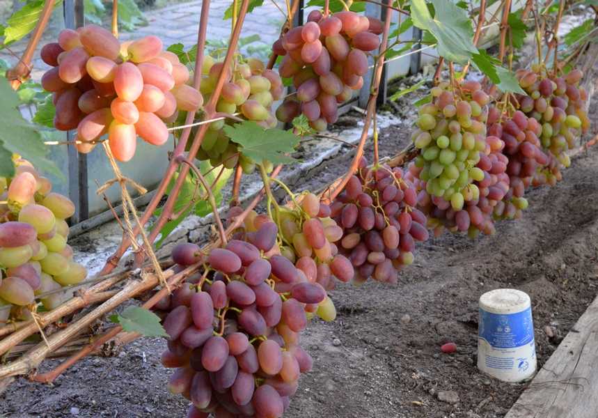 Все о винограде юлиан: посадка, уход, болезни