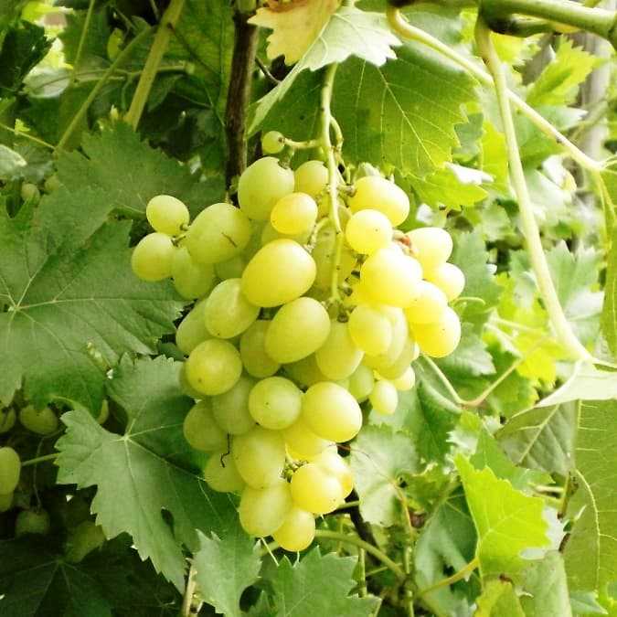 Виноград "лора" - описание сорта, фото, отзывы и история селекции