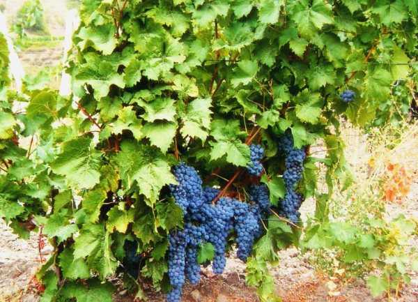 Описание сорта винограда красень: фото, видео и отзывы | vinograd-loza