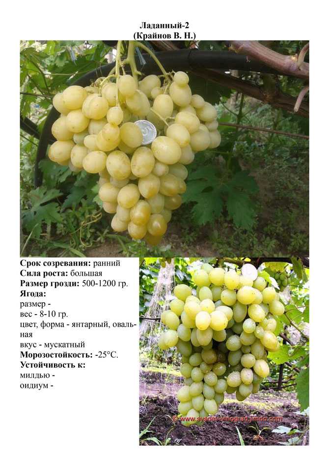 Виноград аметистовый: описание и характеристики сорта, особенности ухода и фото