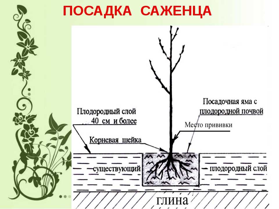Строение корневой системы березы, посадка и уход на дачном участке – med-pochtoi.ru