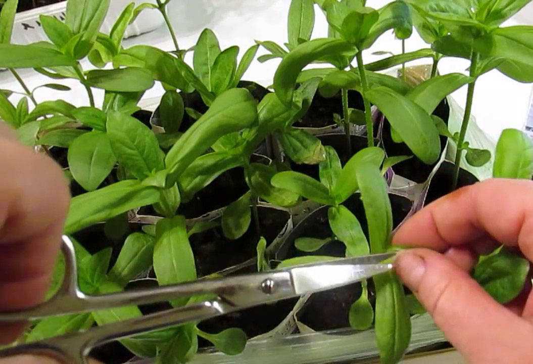 Красивое растение – каланхоэ: как его правильно обрезать, зачем это нужно и иные рекомендации