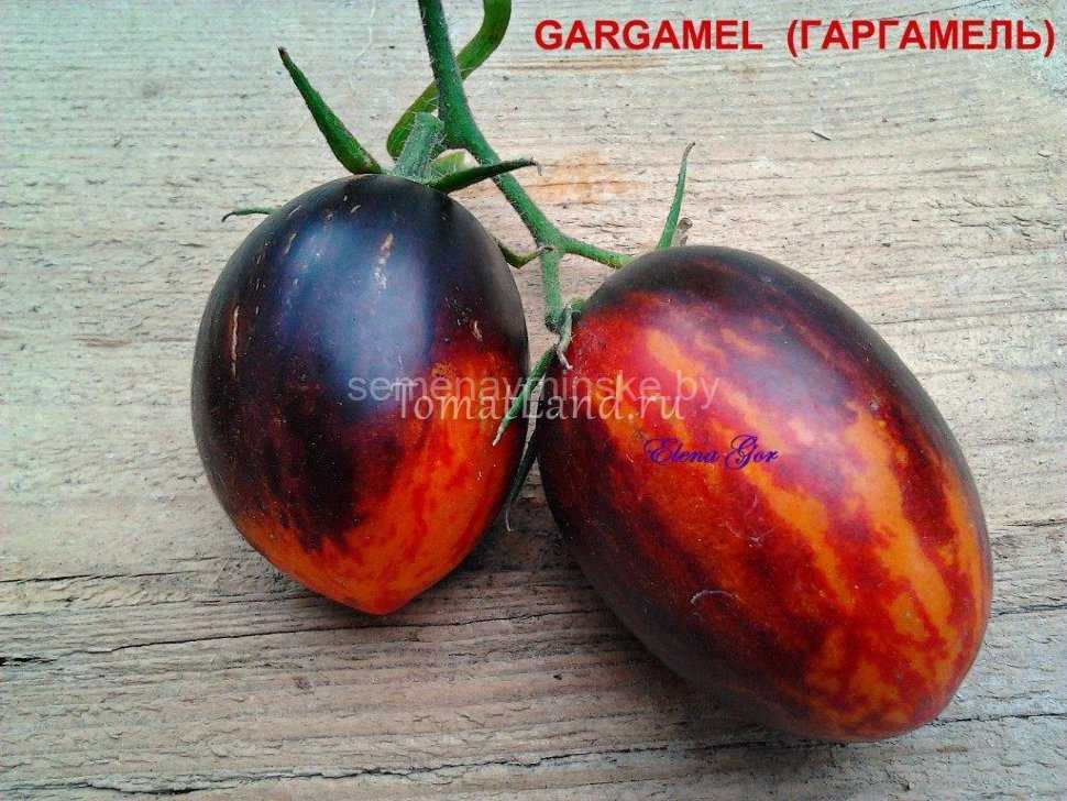 Экзотический сорт с уникальным внешним видом — томат «гаргамель» и тонкости его выращивания