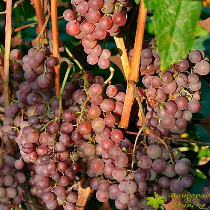 Виноград тимур розовый