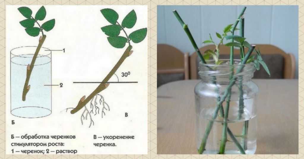 Как посадить фикус бенджамина в домашних условиях? - sadovnikam.ru