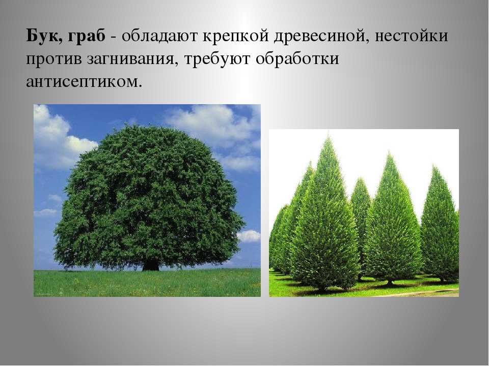 Дерево вяз - описание, виды, ареал обитания. особености дерева вяз