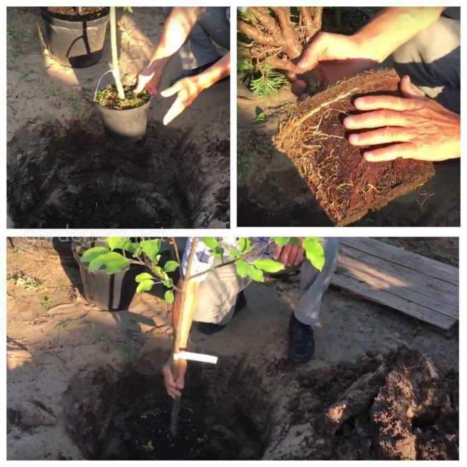 Как посадить дерево правильно? сроки, удобрения, уход. фото — ботаничка.ru