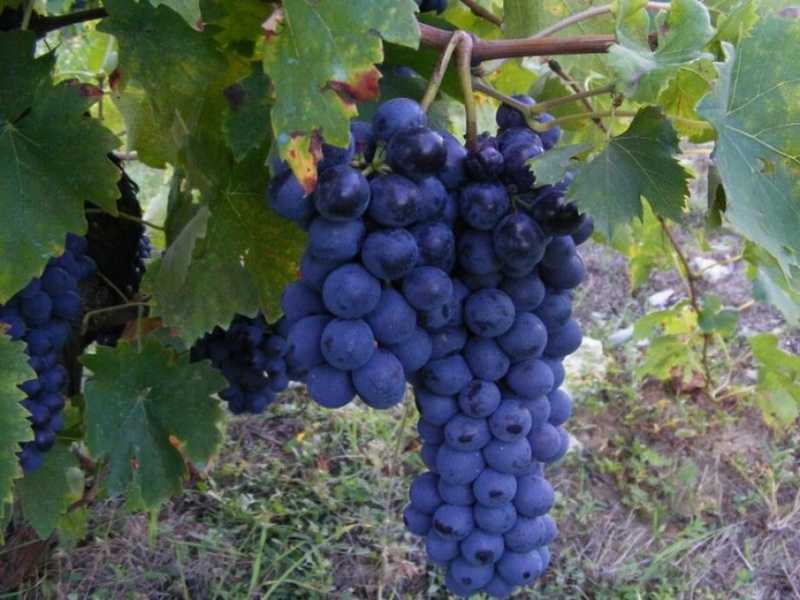 Виноград восторг – описание, посадка и уход, фото и отзывы о сорте