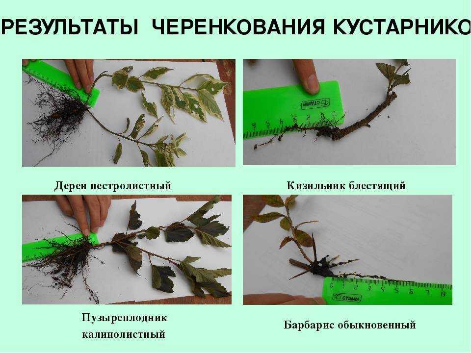 Размножение барбариса: как в домашних условиях размножить красный и другой кустарник? как укоренить отводки? как рассадить куст делением?