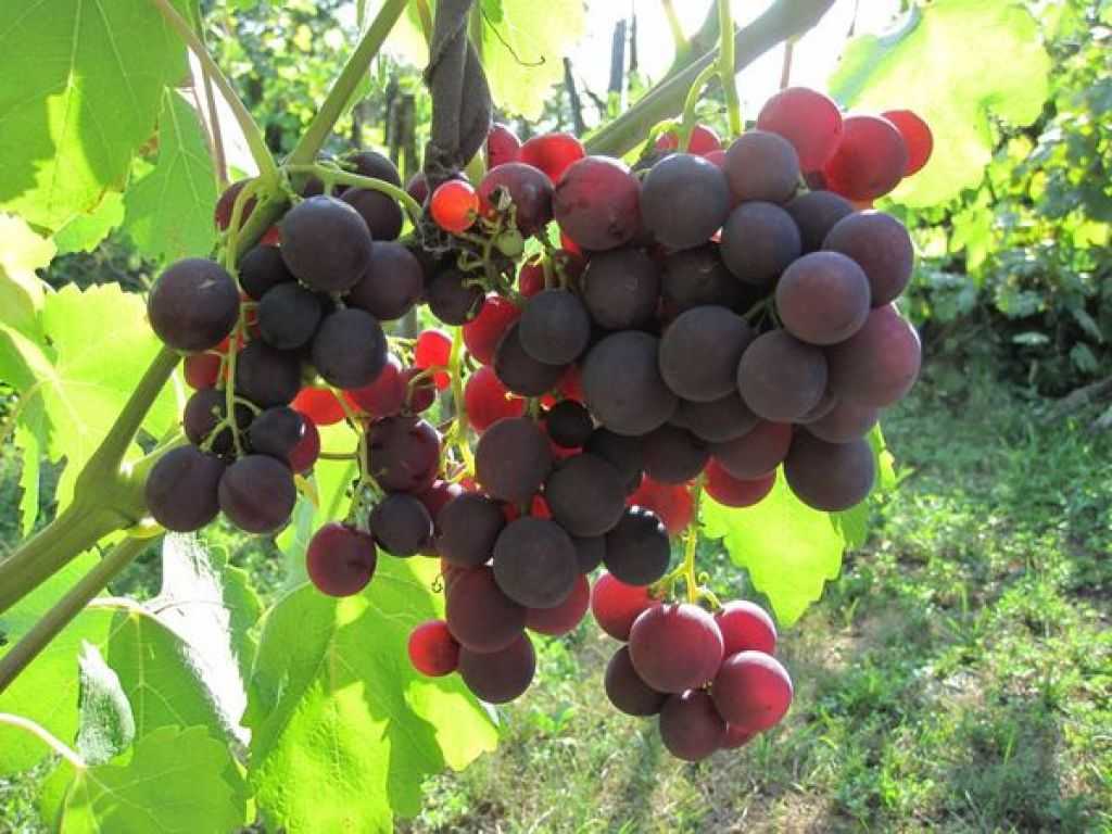 Виноград рошфор: описание сорта, выращивание и уход