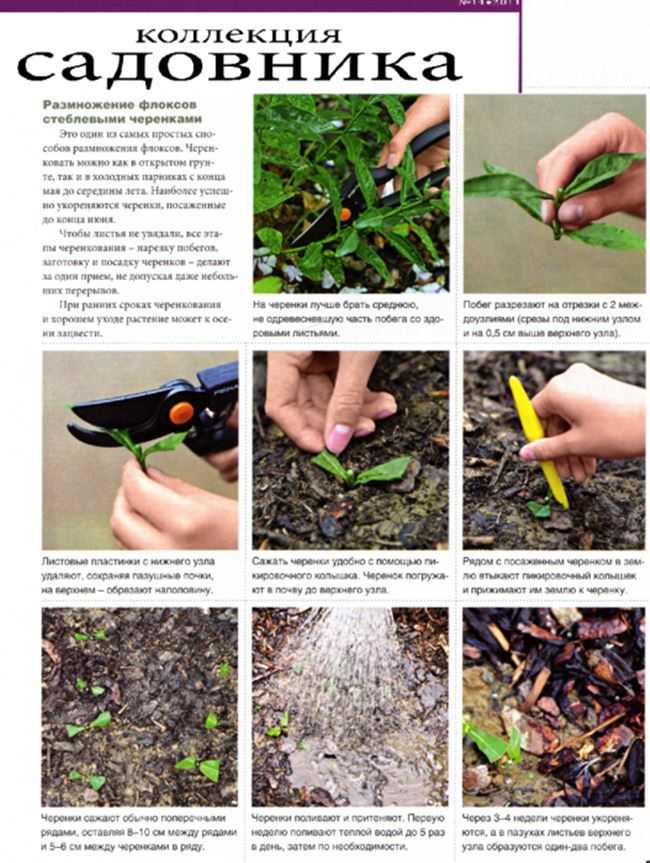 Дерен пестролистный: размножение черенками, особенности выращивания, формирование куста - sadovnikam.ru