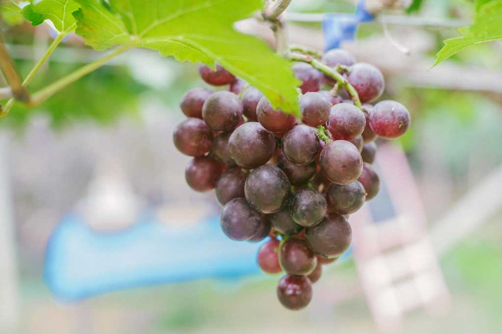Виноград «столетие»: описание сорта, фото и отзывы. основные его плюсы и минусы, характеристики и особенности выращивания в регионах