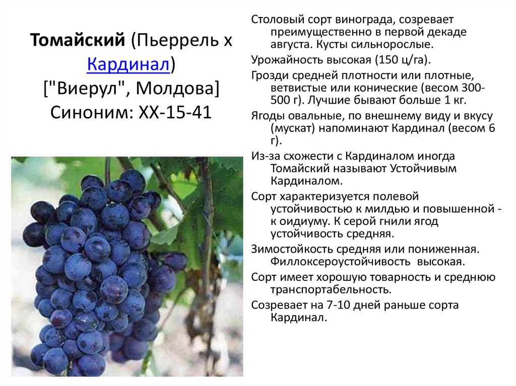 Виноград ливия: описание и характеристики сорта, особенности ухода и фото