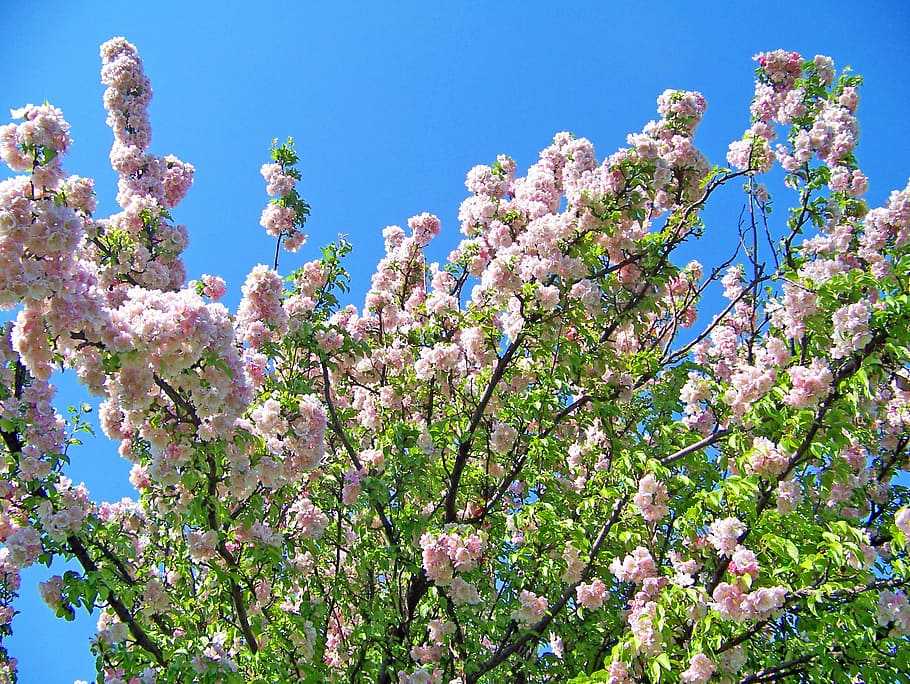 Как цветет ива? 31 фото цветение дерева весной. в каком месяце зацветает растение и как выглядят цветы?