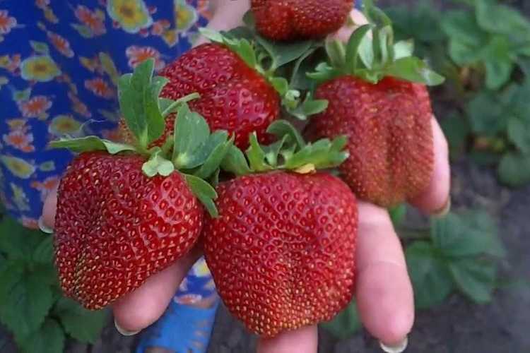Непритязательность к условие и аромат ягод основные причины выбора клубники “виктории”