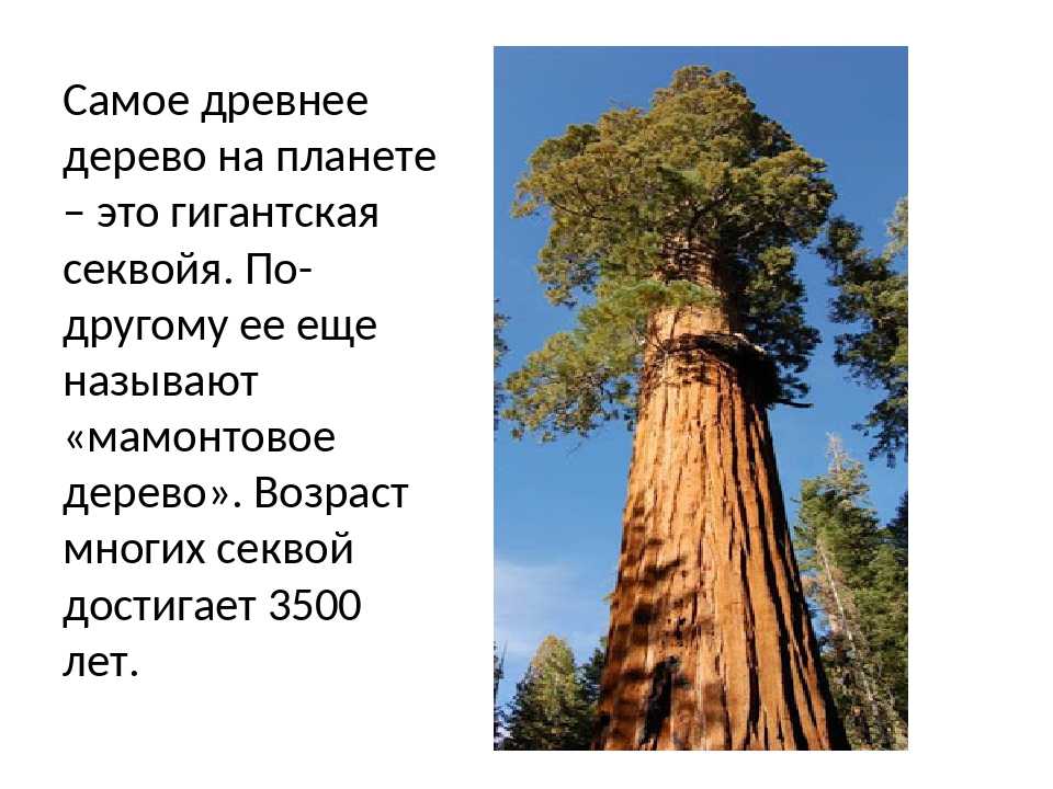 Деревья-долгожители: дуб