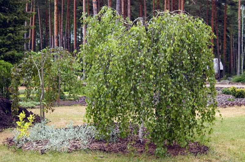 Плакучая форма кроны – 8 красивейших лиственных деревьев