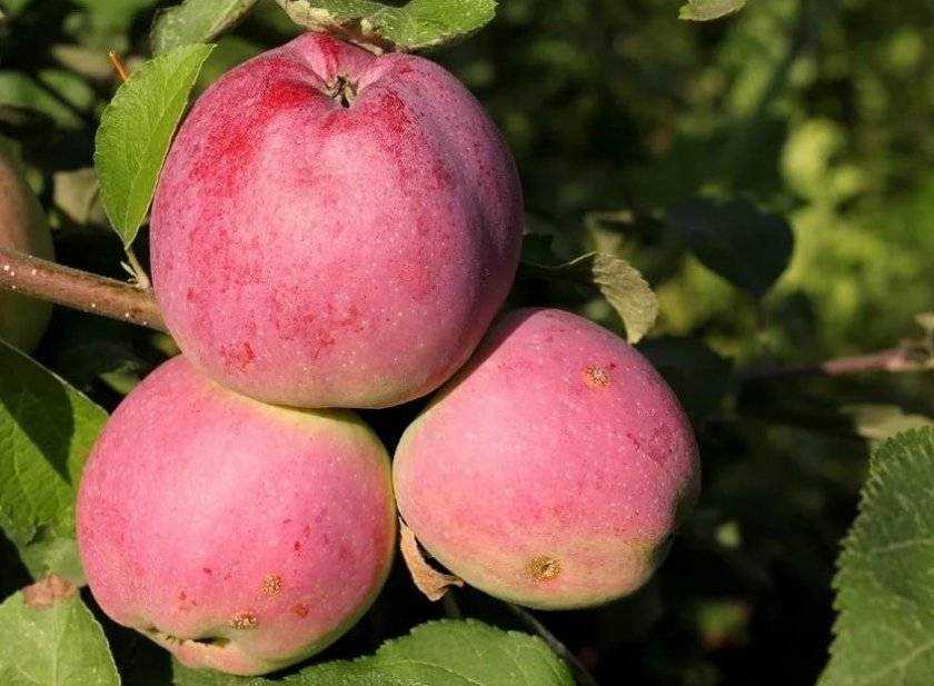 Описание сорта яблони вильямс прайд: фото яблок, важные характеристики, урожайность с дерева