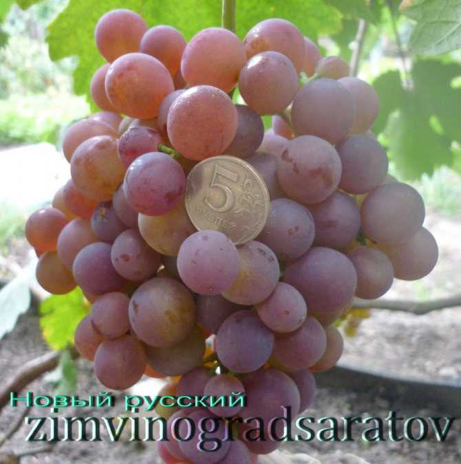 Виноград надежда аксайская, описание и особенности сорта