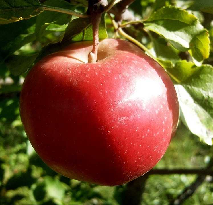 Описание сорта яблони смугляночка: фото яблок, важные характеристики, урожайность с дерева