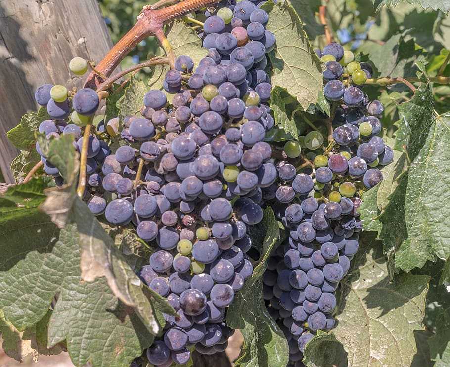 Сорт винограда и вина темпранильо