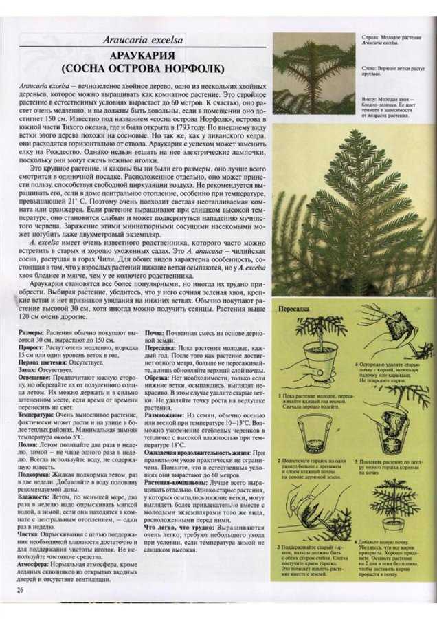 Араукария разнолистная (araucaria heterophylla)