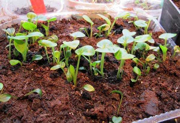 Как посадить хосту- цветок, уход и выращивание в саду в открытом грунте