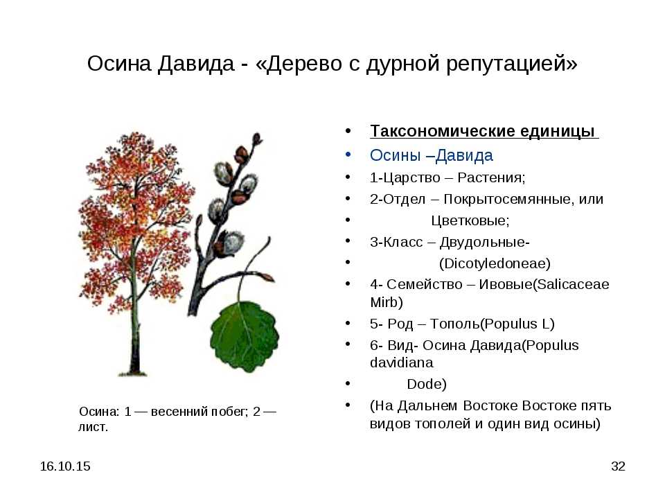 Тополь пирамидальный (40 фото): описание листьев и размножение черенками, болезни и высота, корневая система вида. сколько живет тополь?