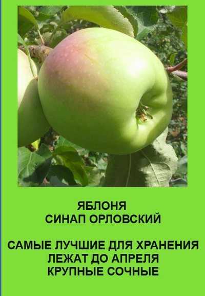 Описание сорта яблони северный синап: фото яблок, важные характеристики, урожайность с дерева