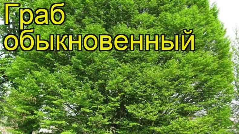 Описание граба, где растёт дерево в россии