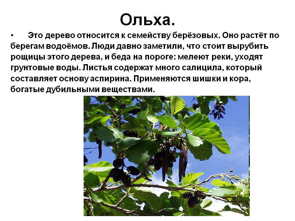 Какие деревья помогут осушить переувлажненный участок земли? - ответы экспертов 7dach.ru