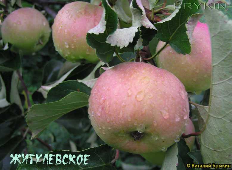 Яблоня жигулевское: особенности сорта и ухода