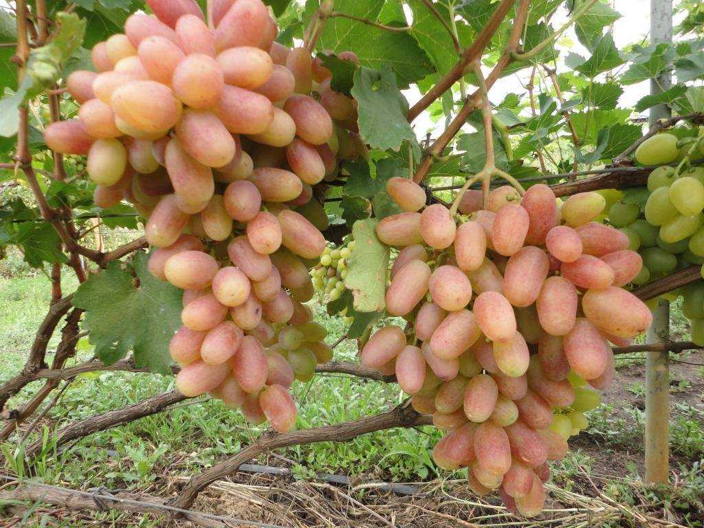 Виноград тимур - розовый и белый: описание сорта, подвиды, характеристики и особенности, фото selo.guru — интернет портал о сельском хозяйстве
