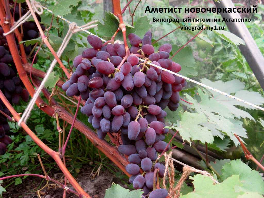 Уход за виноградом в июле, что делать, как получить большой урожай