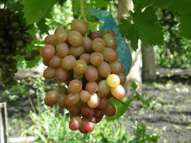 Плодовый виноград ливия: описание, характеристика, основные моменты выращивания