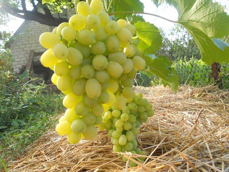 Виноград велес: описание и характеристики сорта, особенности ухода и фото
