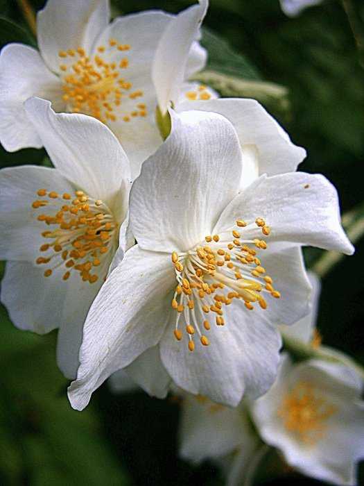 Как размножить жасмин садовый черенками? :: syl.ru