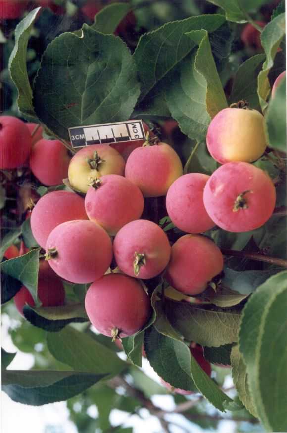 Как правильно и чем опрыскивать яблони от вредителей летом