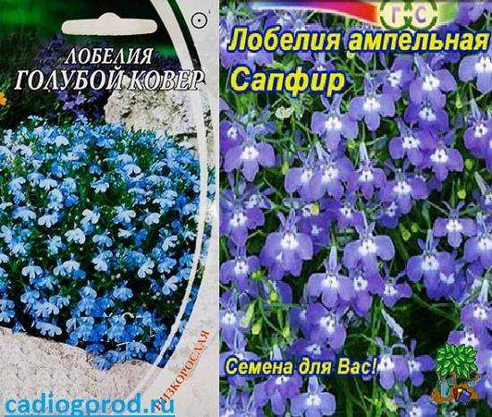 Цветы синего цвета лобелия