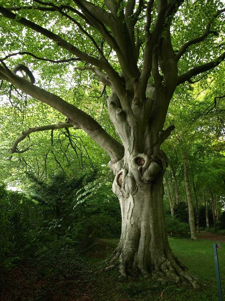 Древесина бука (11 фото): характеристики и свойства, цвет и текстура, применение и структура. как выглядит рисунок древесины и само дерево?