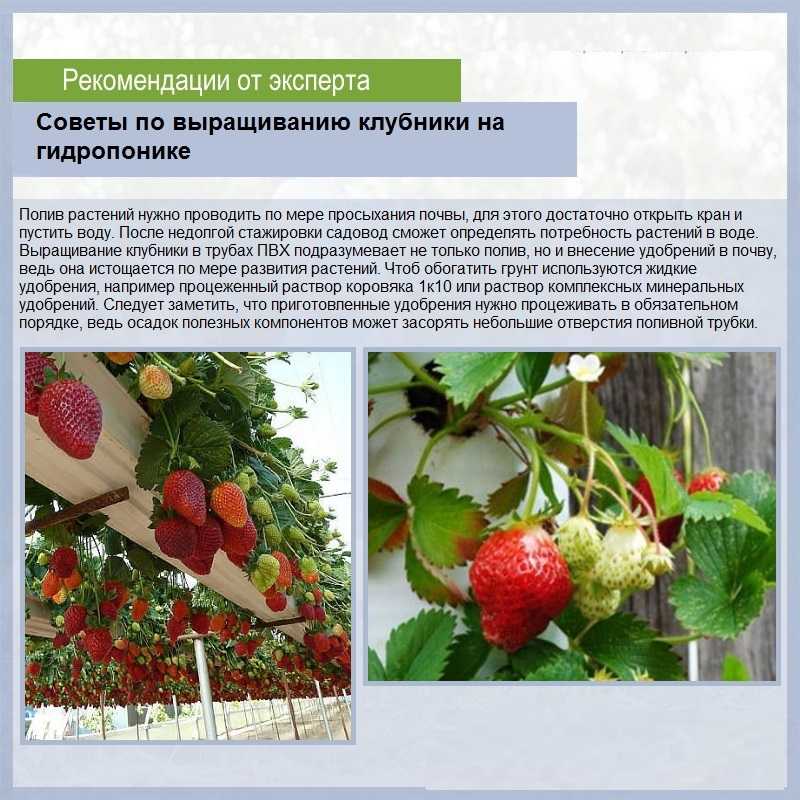 Клубника вивара: описание и характеристики сорта садовой земляники, правила выращивания виктории и фото