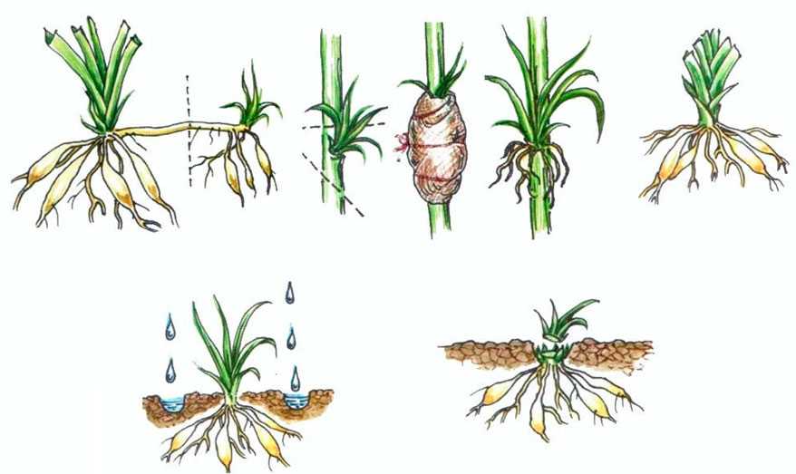 Как размножается хоста семенами, делением куста, черенками: описание