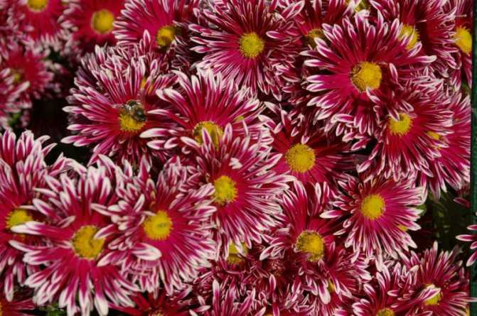Кустовые хризантемы – фото сортов, посадка и уход за садовыми многолетними цветами