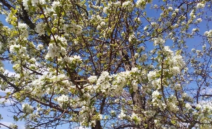 Как цветет ива и как выглядят цветы Когда цветение дерева начинается весной В каком месяце зацветает растение, если оно произрастает в северном регионе Как выглядят цветущие разновидности
