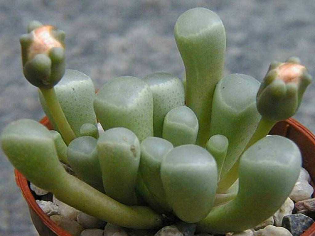Виды кактусов: сорта, которые должны быть в коллекции